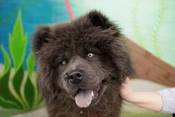 BP-Simba-black-chow-pretty