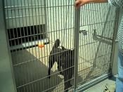 Burbank-bucket-chowx88