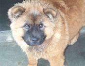 CUBBY-PAS-A175051-Chow