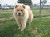 Camarillo-cream-chowBoy-nicholas