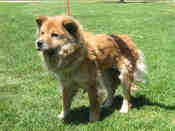Camarillo-red-chowx-girl-darla-a472534