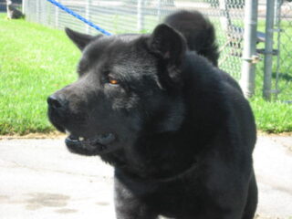 Camarillo-smooth-chow-A418166-ecu