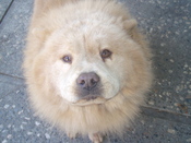 Crazy4chows-melody-cu