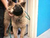 Devore-chow-chaneltype-F-3357018