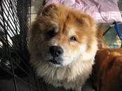 Dino-lookup-CU-new_0283