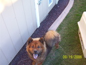 Half-Pint19Sept2008001