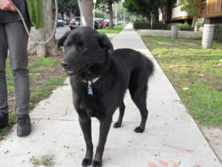 Henry-Prince-nice-CIMG0229