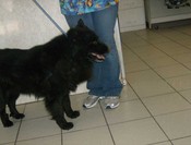 Judys-lobo-sideviewl