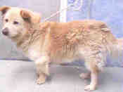 Landcaster-chow-3484075