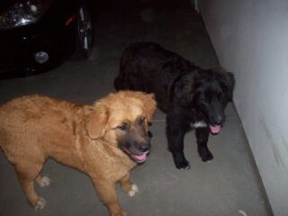 Miles-sara-and-other-lost-dogs