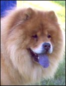 Simba-Minnesota-lookalike