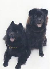 SpankyandDarlaChristmasresized