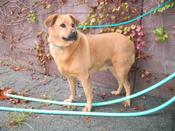 camarillo-Osita-Sharpei-Lab