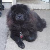 chowchow_
