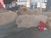 cream-gaggle-of-pupsJPG