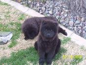 lancaster-black-chow-boys