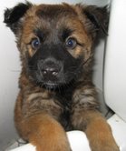 lucille-at-camera-cute-small