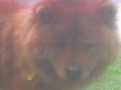 nancy-chow-girl-gdcolor