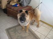 nellie-chowgirl-smile8