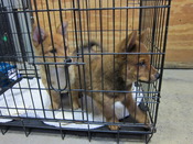 pappillon-Rogue-cage-march