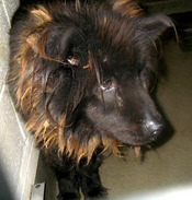 sla-mr-cheeks-black-chow855707