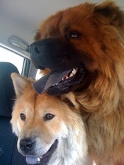 toby-Lulu-chows