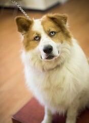 11187501_481389088675997_998857710_o