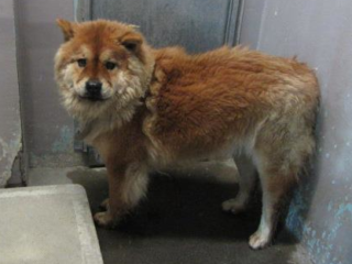 BP-Kuma-Female-red-chow-full