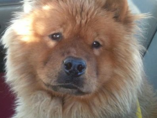 Bakersfield-Jasmine-chowgirl