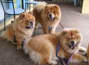 Chow-Chow3