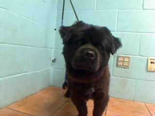 DOWNEY-Black-chowx-Walter-