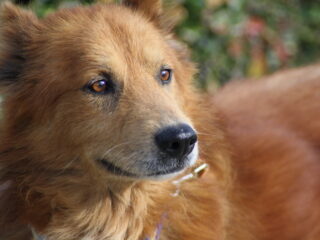 Dog-rescue-11-19-11-246