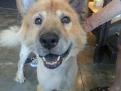 Downey-Puffy-cu-small