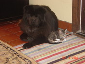 DressupandwithShorty011