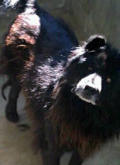 EV-PRINCESS-black-chowgirl