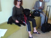 Ebony-Midnight-black-chow-pups