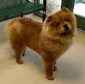 FOSTERCALIpuphienergy