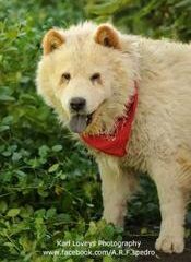 HARBOR-SNOWBALL-CREAM-MALE-1351389