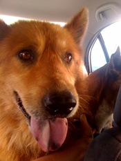 Katie.moore_.goldie.chow-boy