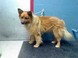 Lan-chow-collie-4531262
