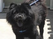 Lancaster-rocco-rocky-sharons-ms