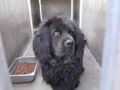 OC-Black-Cocker-Chowx