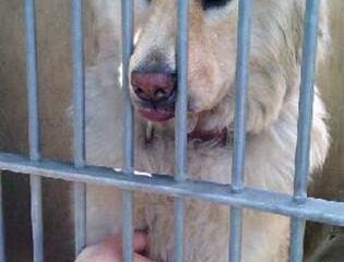 OC-ROXIE-Cream-girl-SWEEET