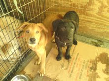 Paps-charlie-Colbolt-standing