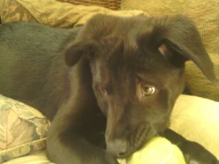 Paps-eva-with-ball-cu