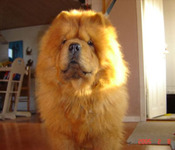 chow-chow-picture